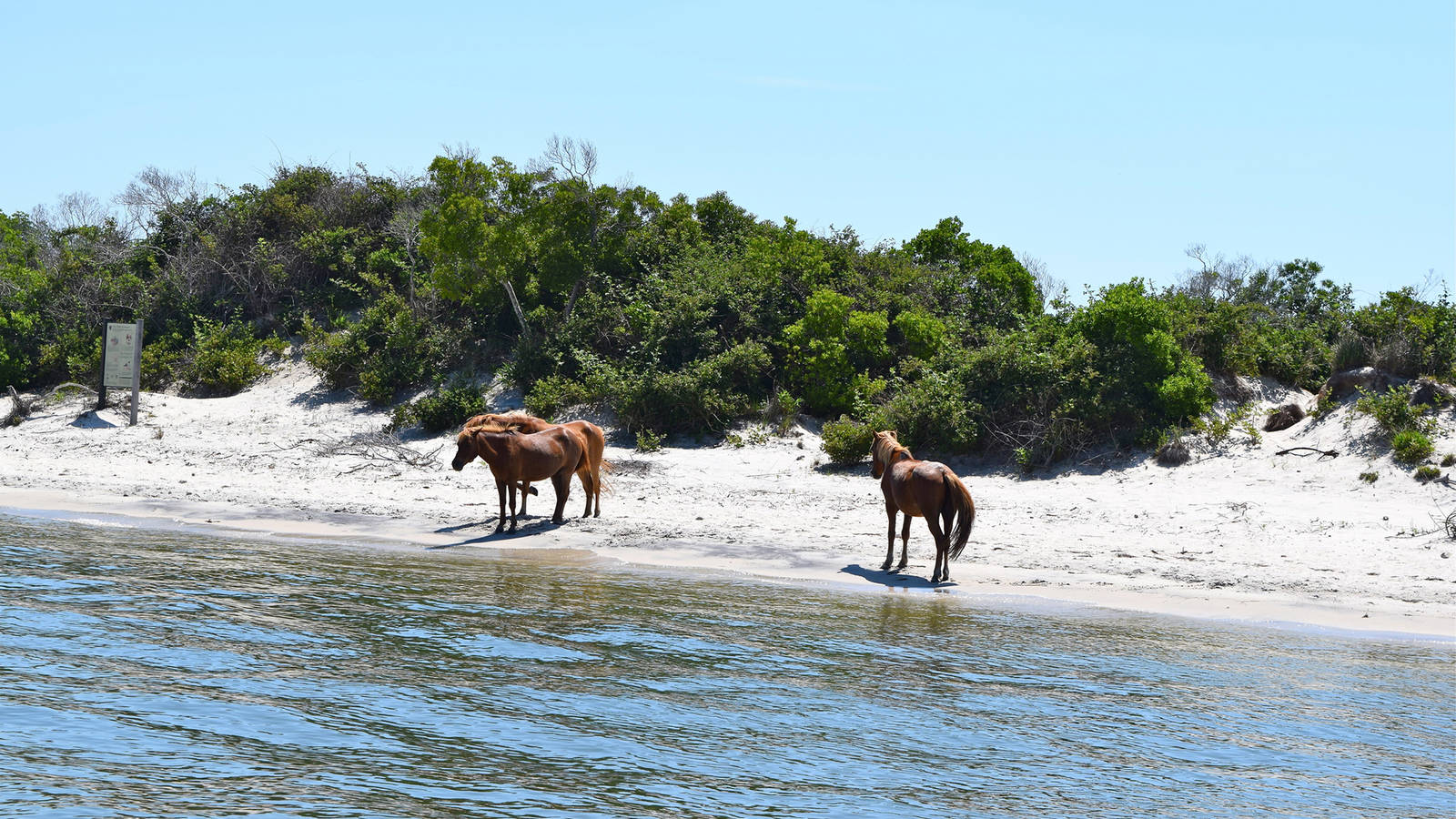 Assateague Island Wild Horses