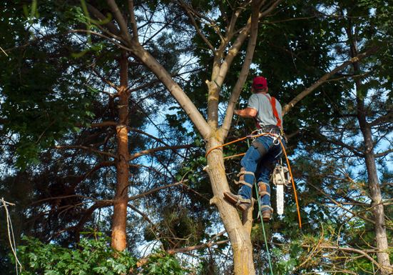 We climb to remove unwanted tree  branches