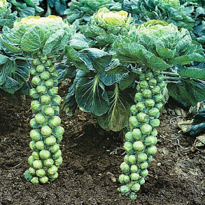 Brussels Sprouts Growing in the Field