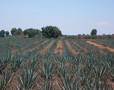  AGAVE FIELDS