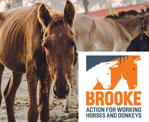Brooke action for working horses