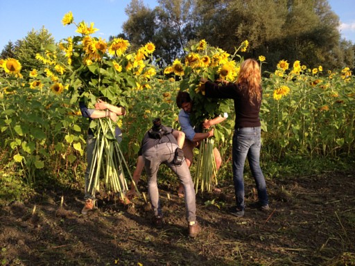 Making-of Sonnenblumen-Motiv mit Kainz Werbeagentur und Fotograf Marcel Mayer