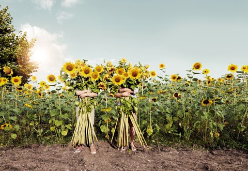 Motiv Sonnenblumen Oras Brandbook von Kainz Werbeagentur