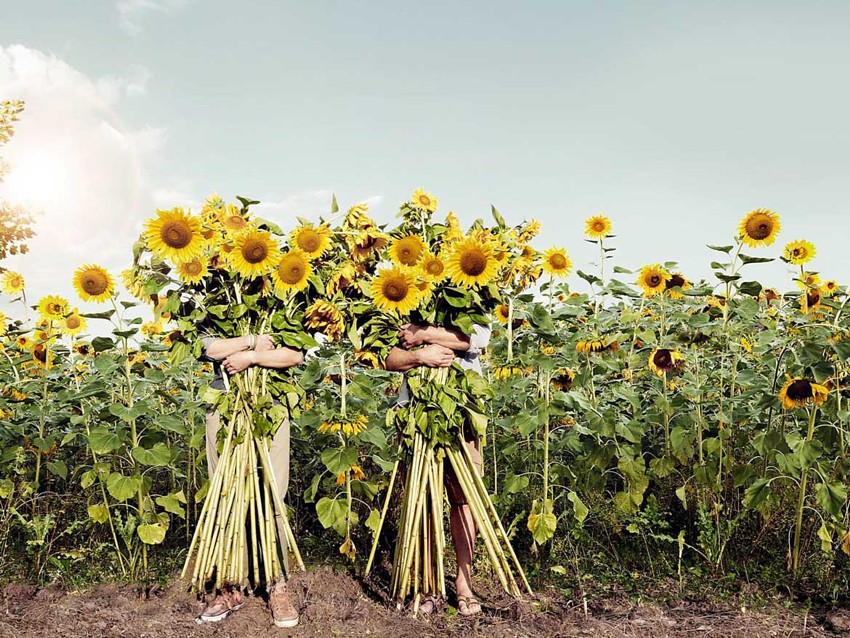Motiv Sonnenblumen Oras Brandbok von Kainz Werbeagentur | Fotograf Marcel Mayer