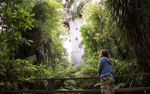 Tane Mahuta Waipoa Forest