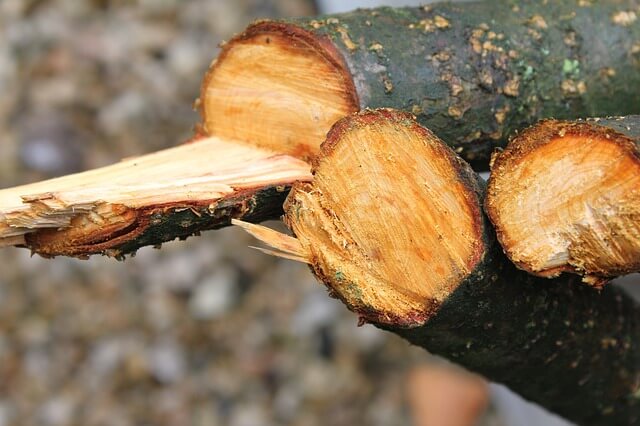 5 הסיבות שמובילות לכריתת עצים