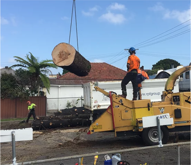 TREE REMOVAL                       SERVICES