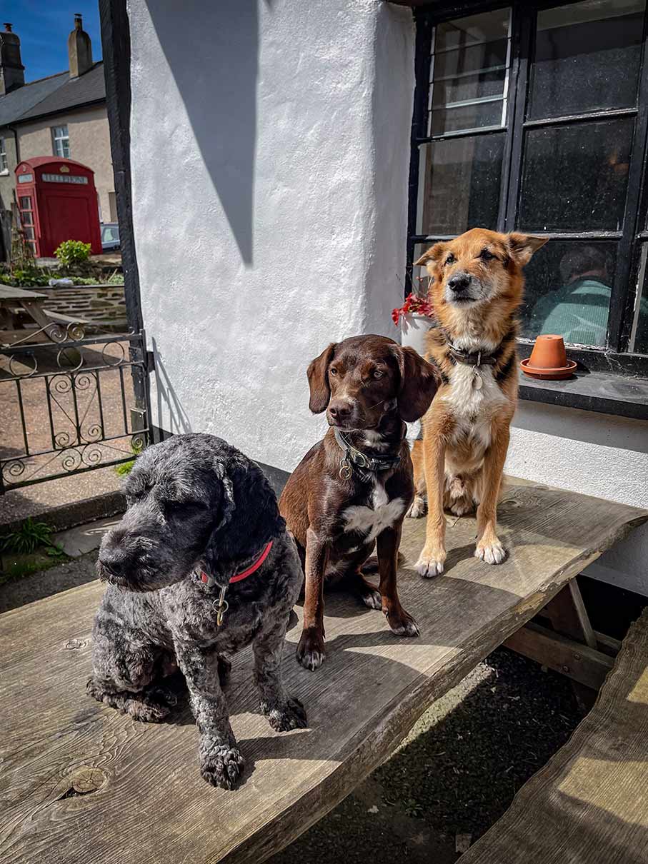 The Kings Arms Winkleigh | Dogs Welcome