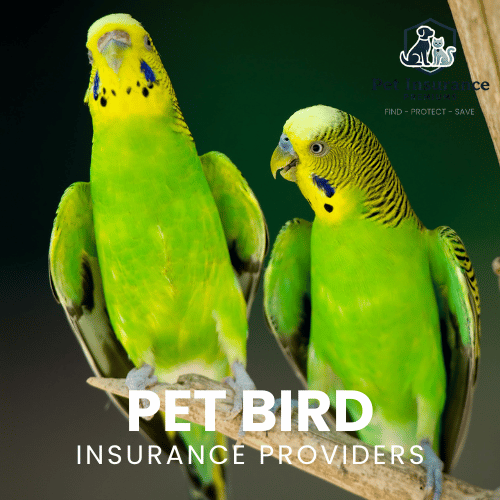 Bird Insurance Group Compare Pet Insurance Premiums | Find the Best Coverage for Your Pet